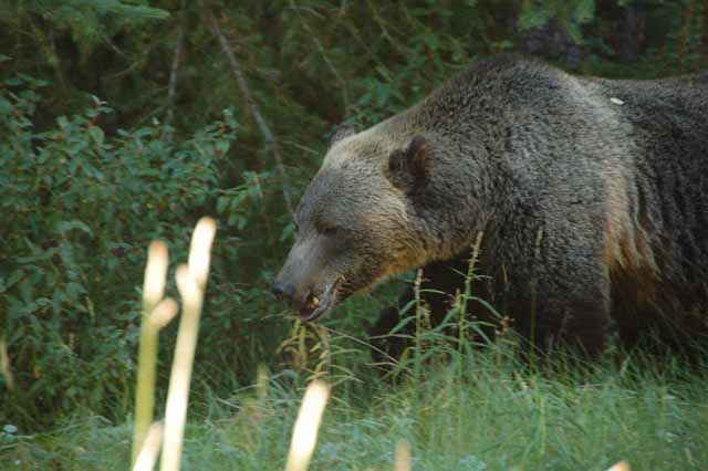 grizzly